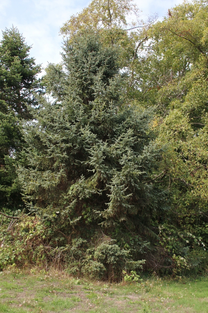 Picea koraiensis