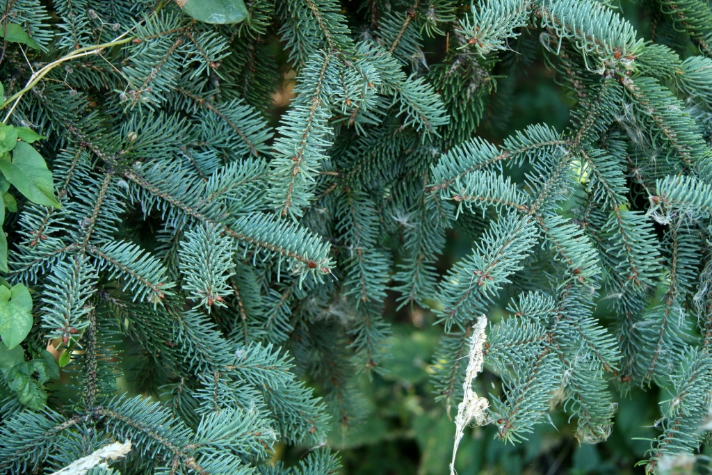 Picea koraiensis
