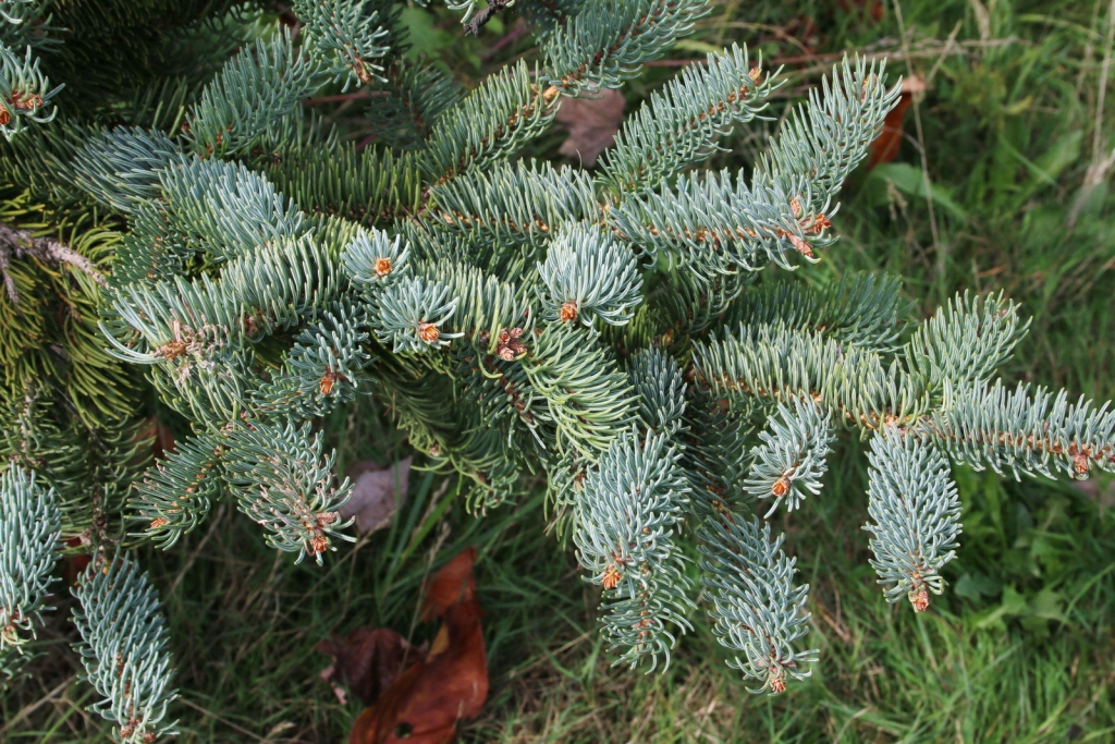 Picea koraiensis