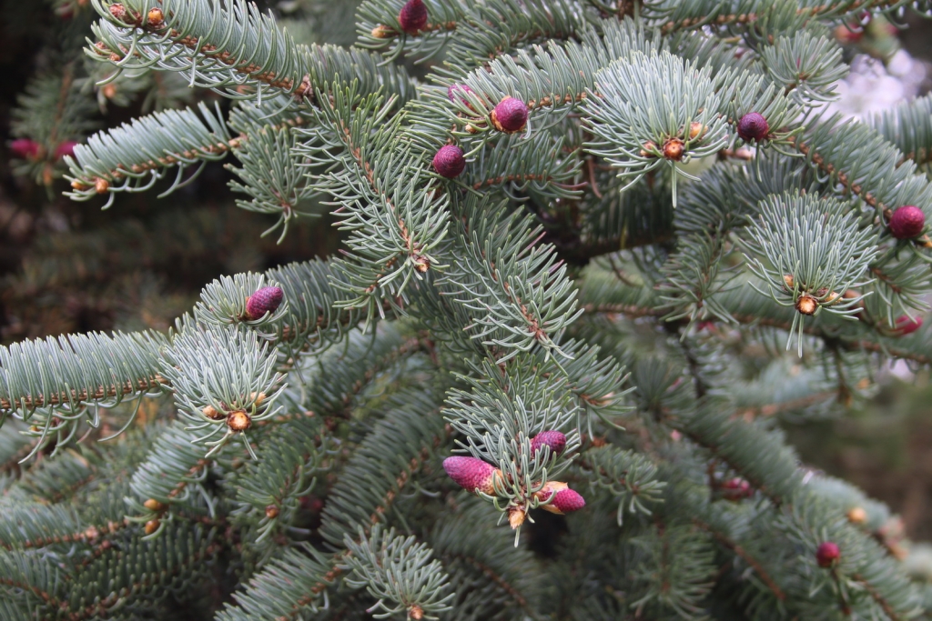 Picea koraiensis