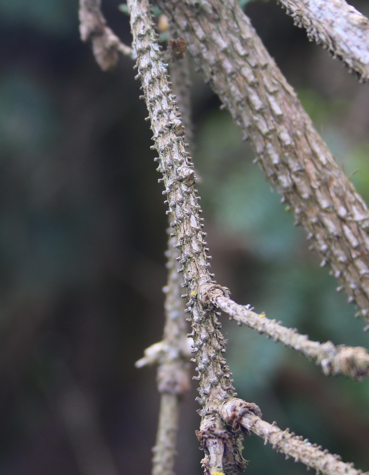 Picea koraiensis