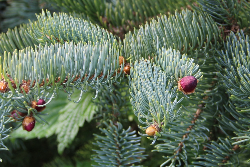 Picea koraiensis