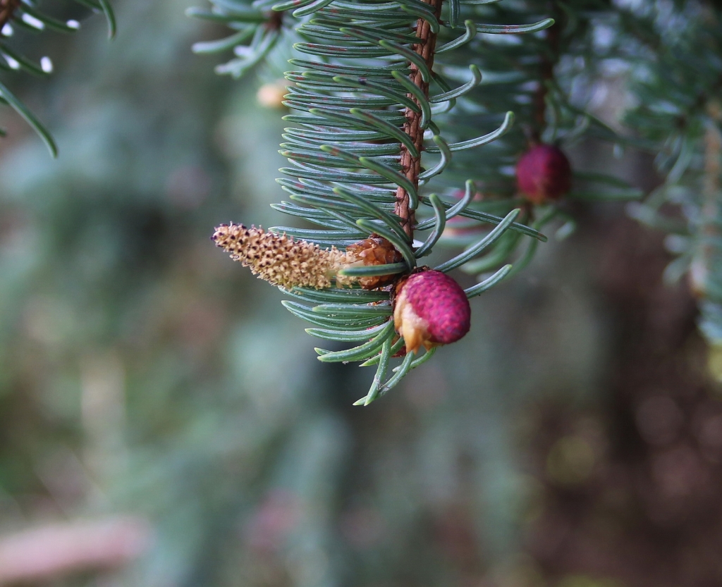Picea koraiensis