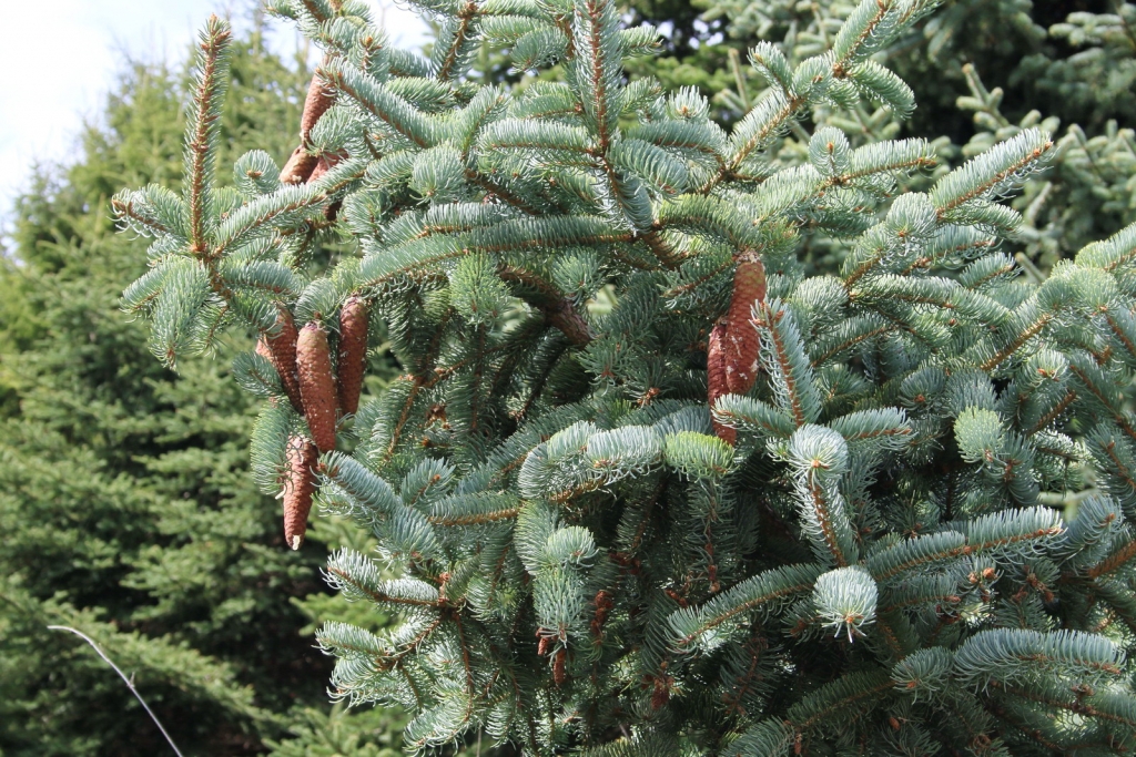 Picea koraiensis