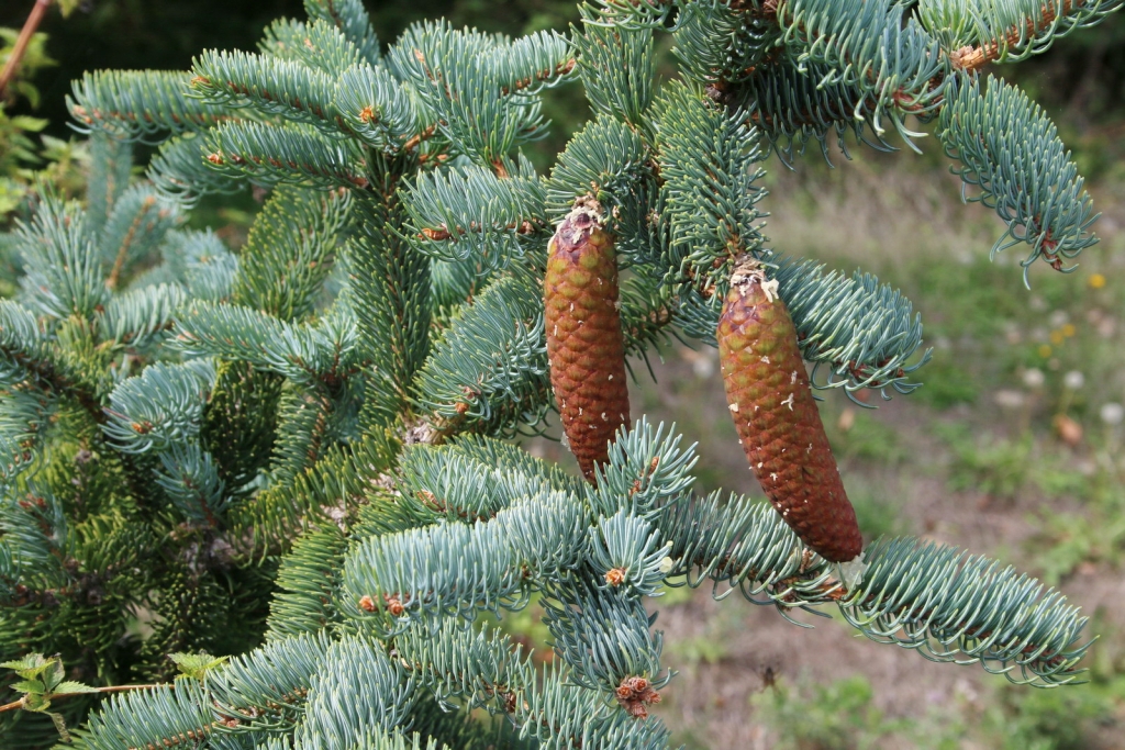 Picea koraiensis