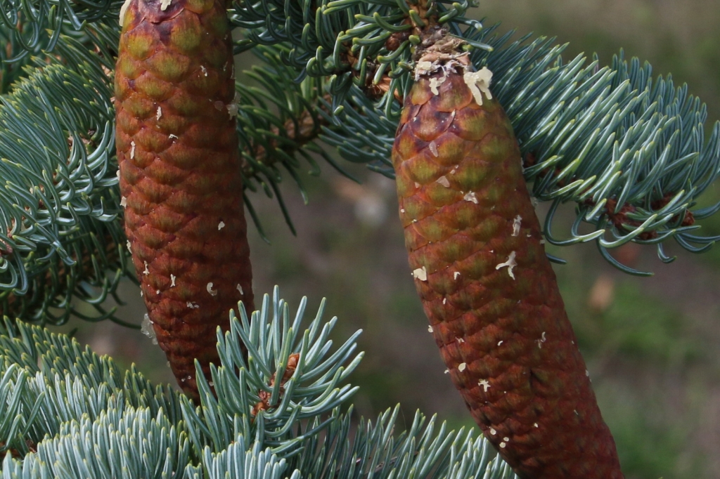 Picea koraiensis