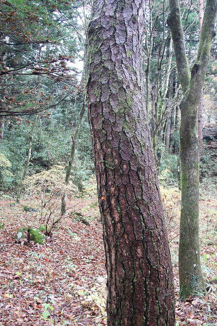 Pinus koraiensis