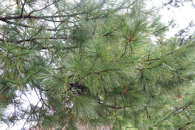 Pinus koraiensis