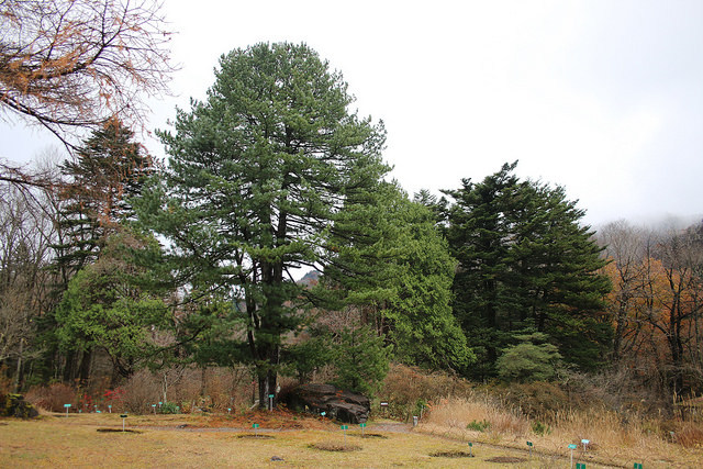 Pinus koraiensis