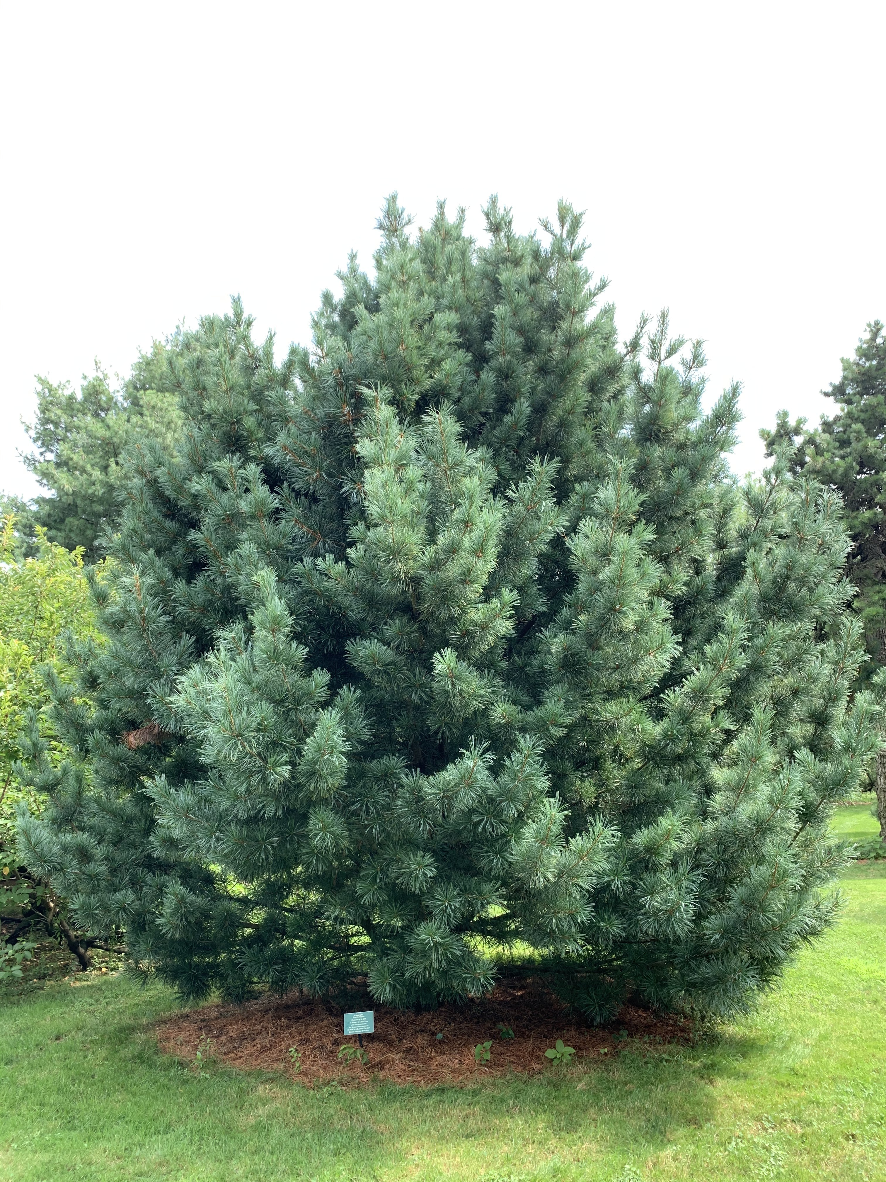 Pinus koraiensis