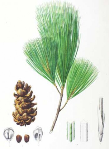 Pinus koraiensis