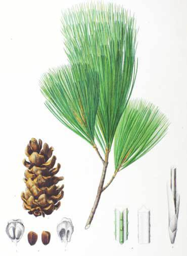 Pinus koraiensis