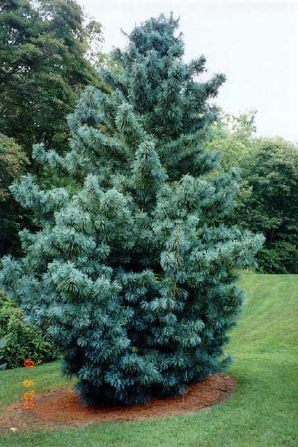 Pinus koraiensis