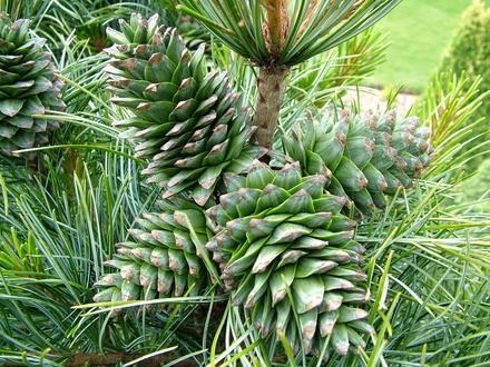 Pinus koraiensis