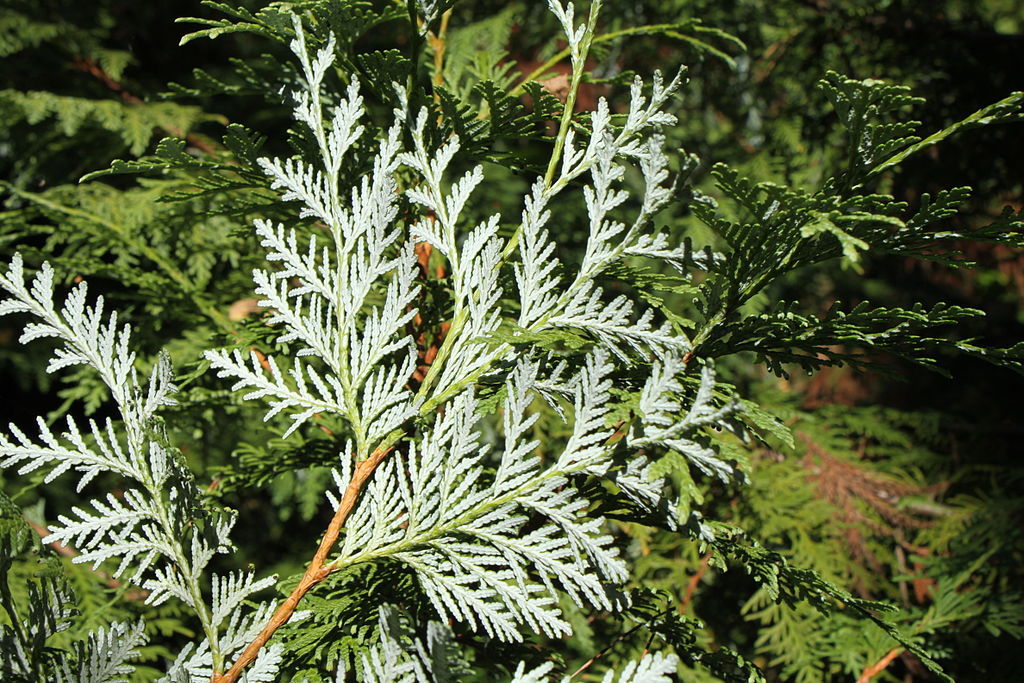 Thuja koraiensis