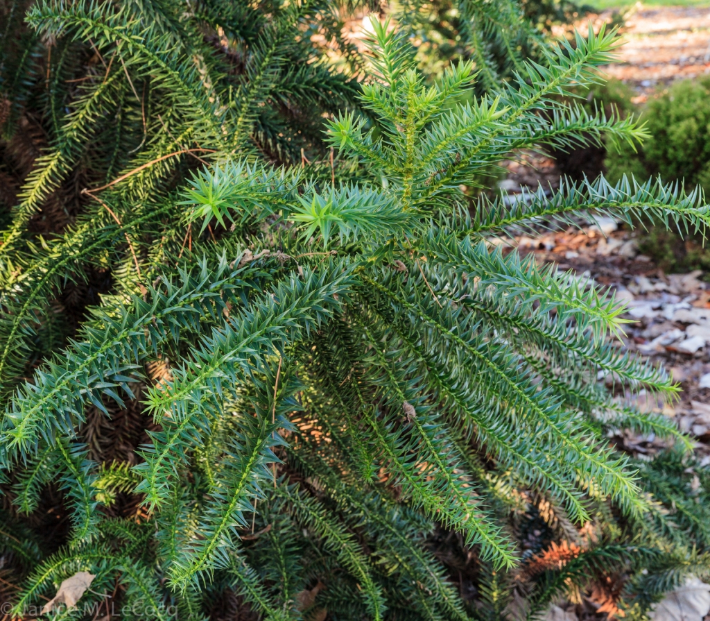 Cunninghamia konishii