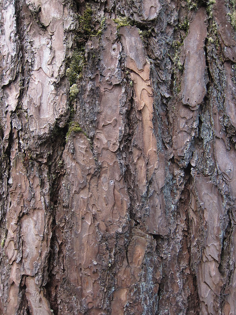 Pinus kesiya