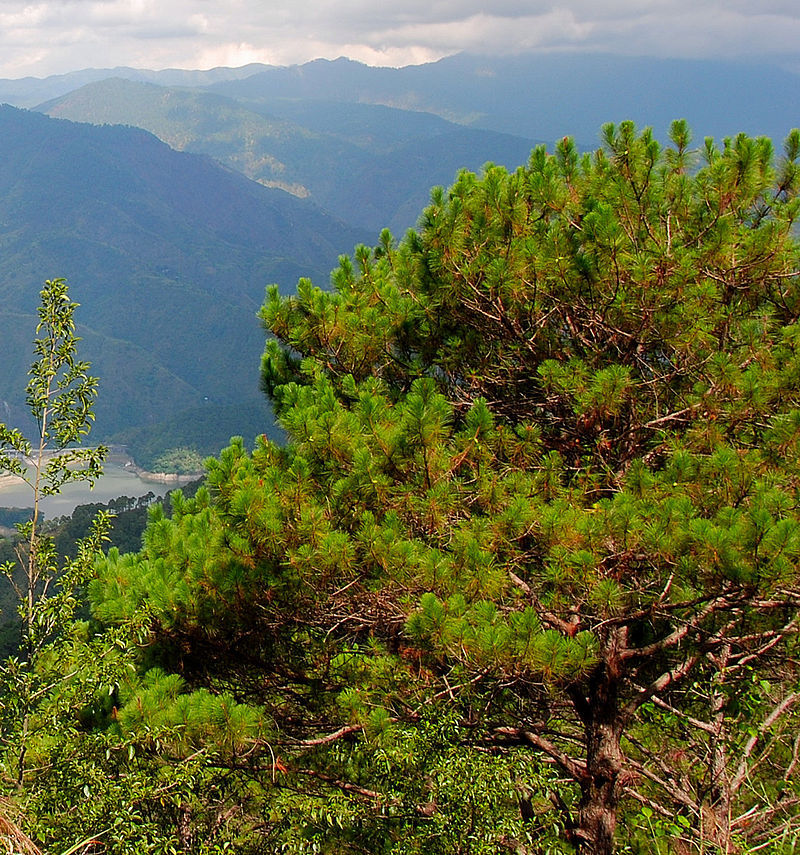 Pinus kesiya
