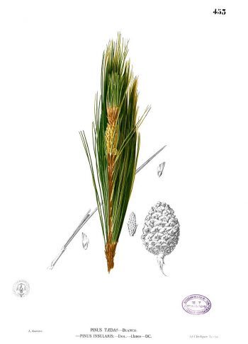 Pinus kesiya