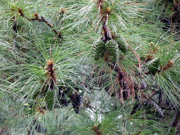 Pinus kesiya