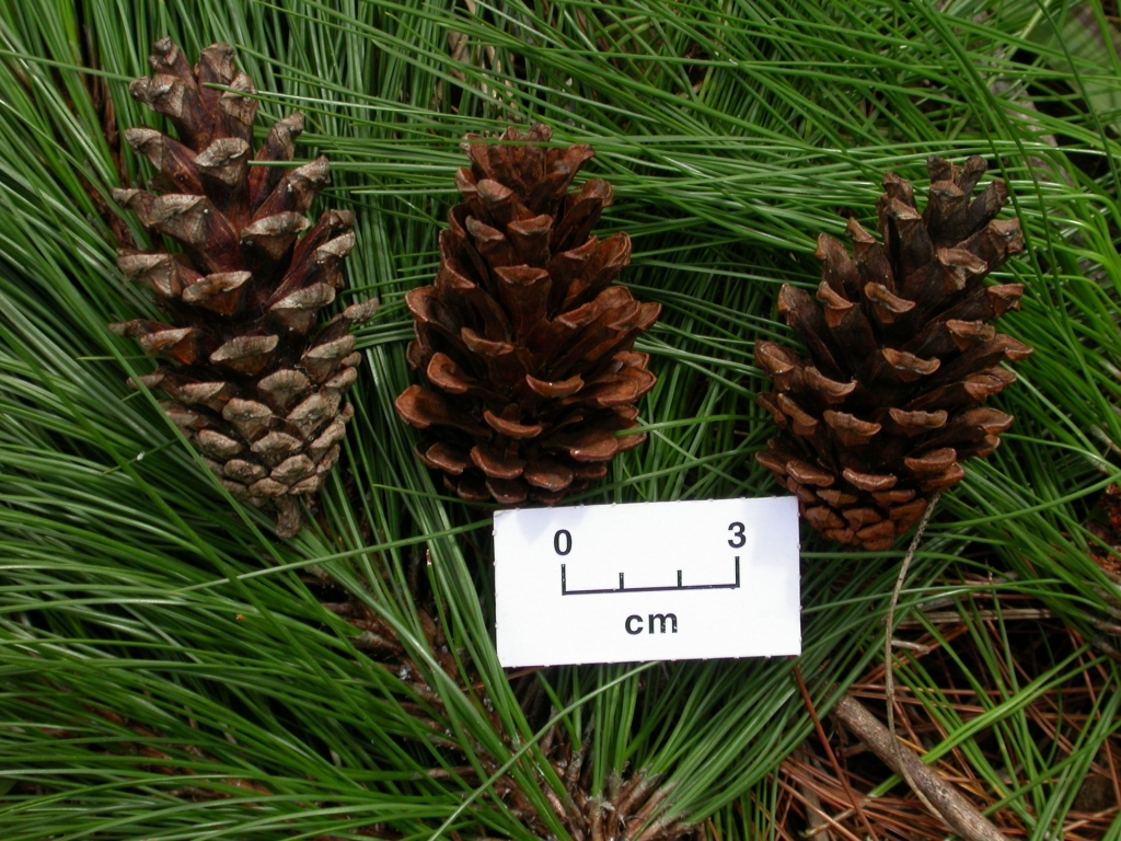Pinus kesiya