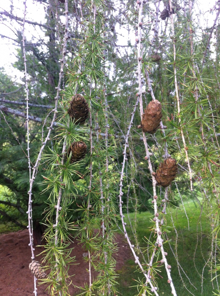Larix kaempferi