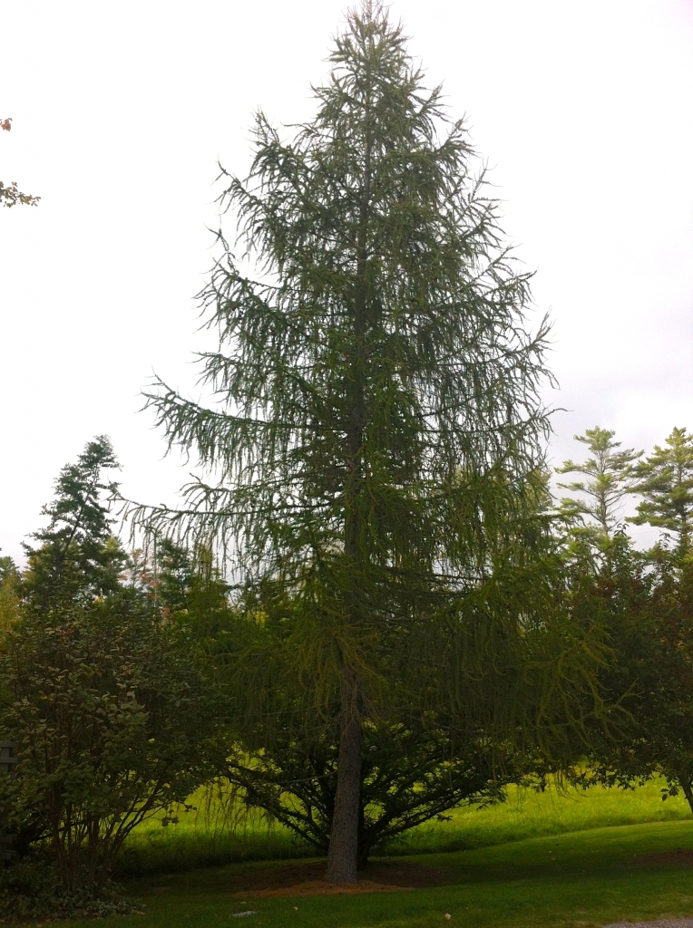 Larix kaempferi
