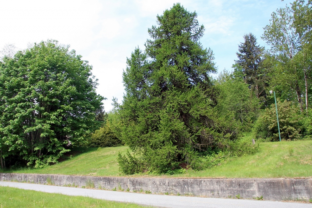 Larix kaempferi