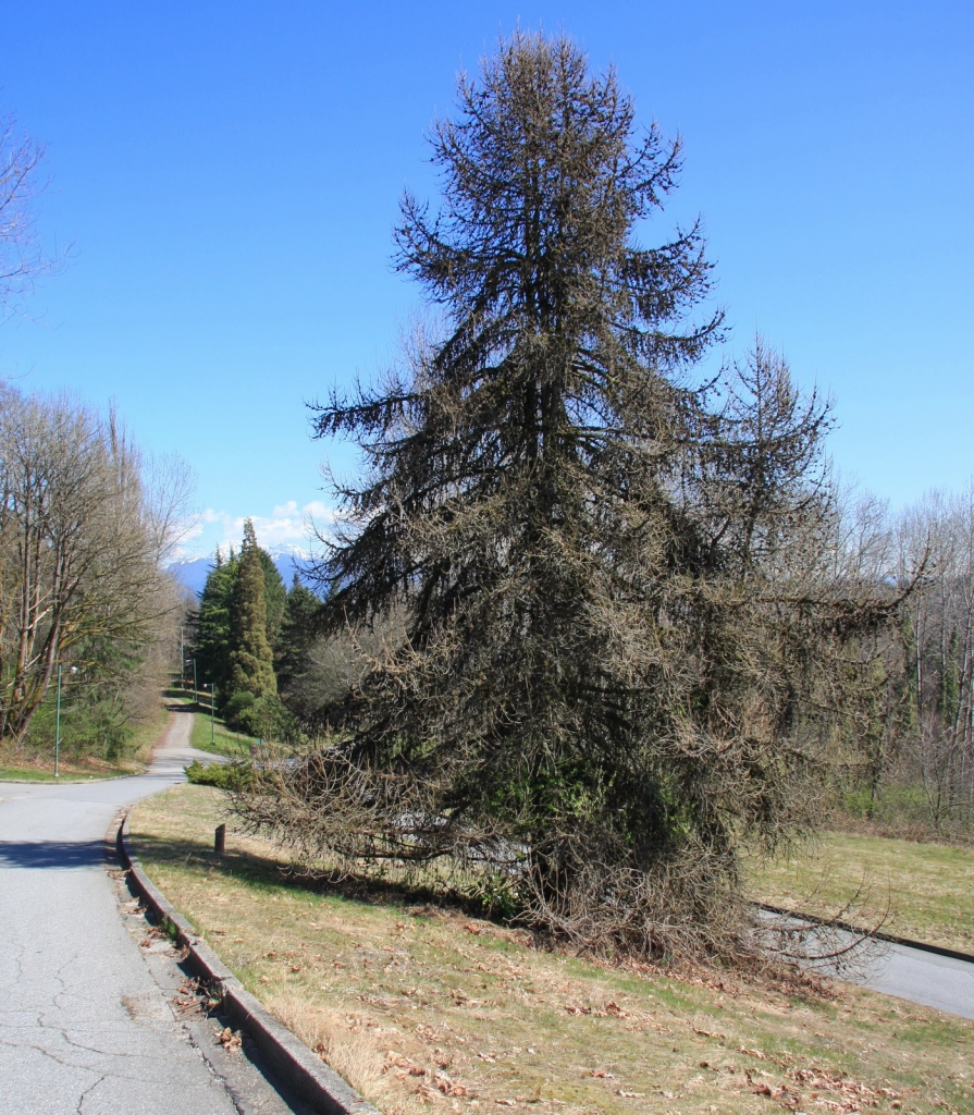 Larix kaempferi