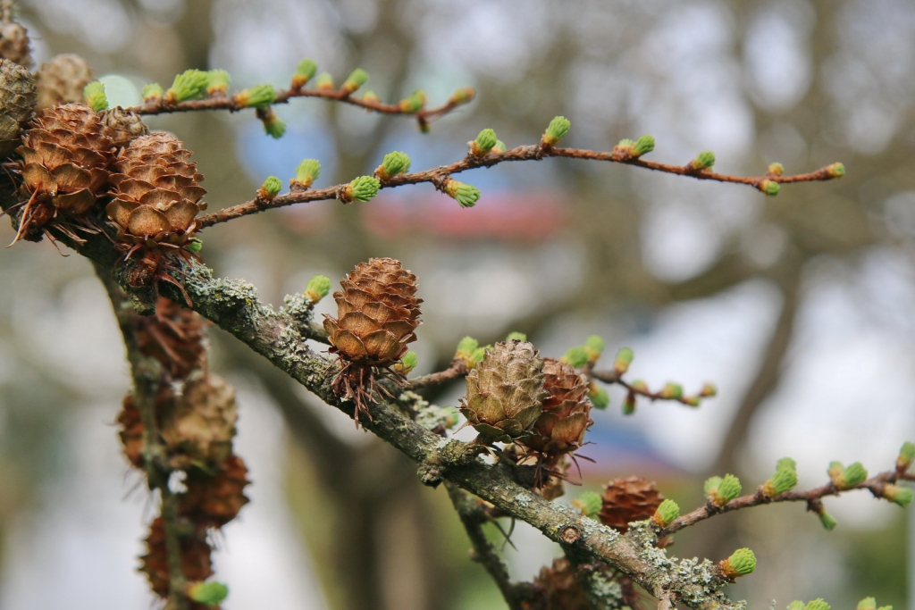 Larix kaempferi