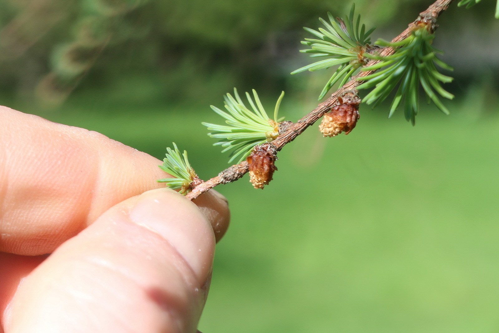 Larix kaempferi