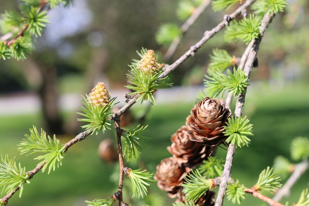 Larix kaempferi