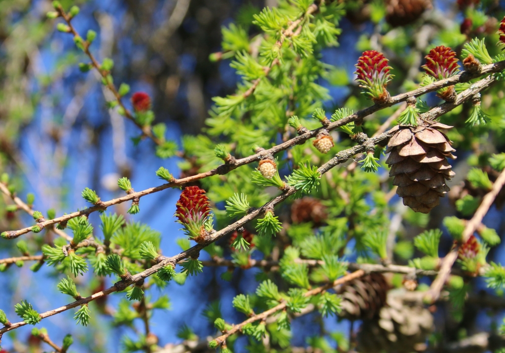 Larix kaempferi