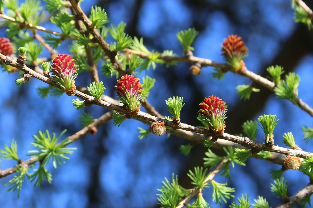 Larix kaempferi