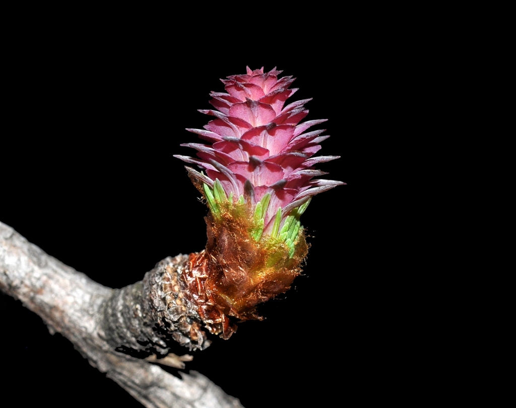 Larix kaempferi
