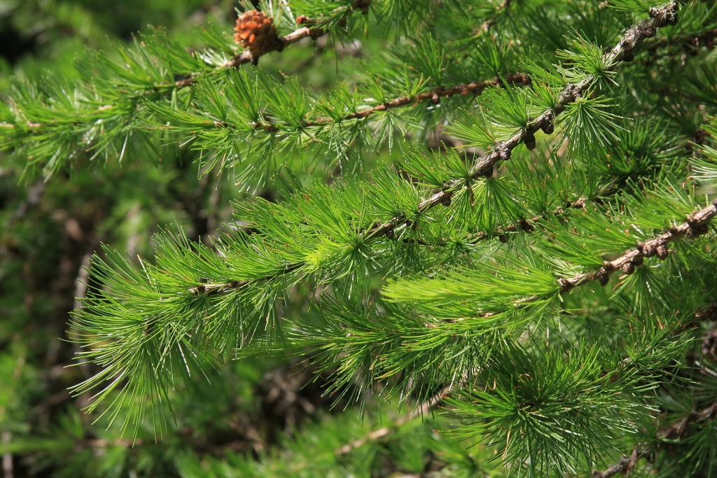 Larix kaempferi