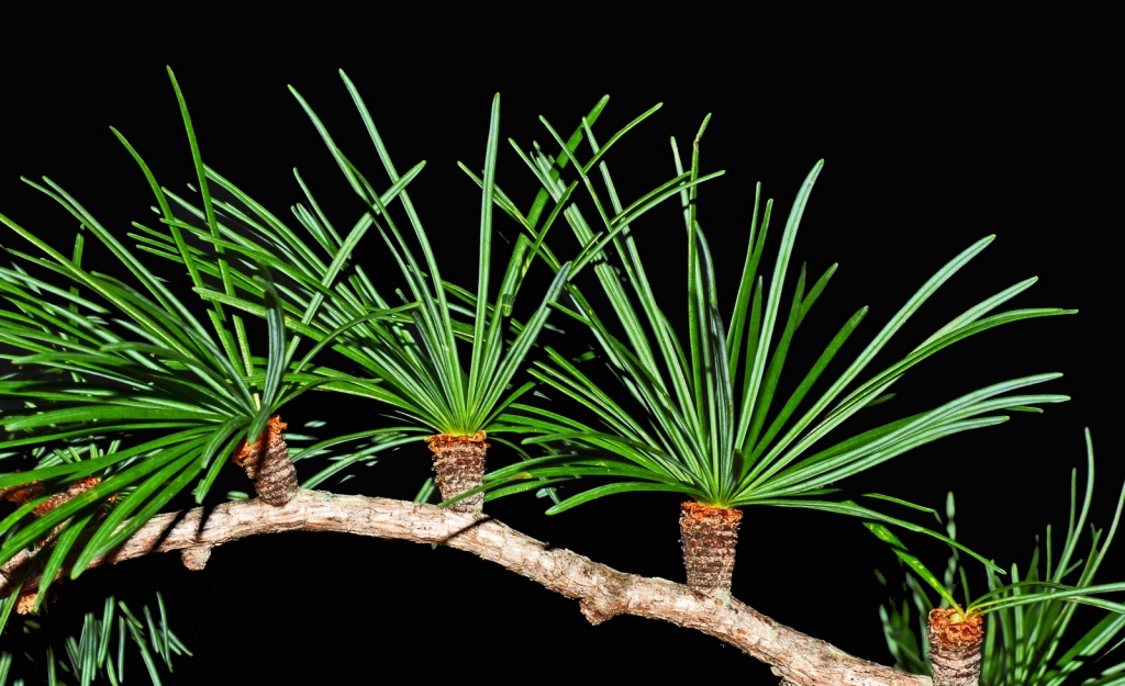 Larix kaempferi
