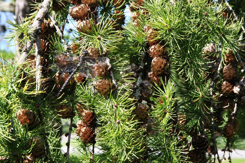 Larix kaempferi