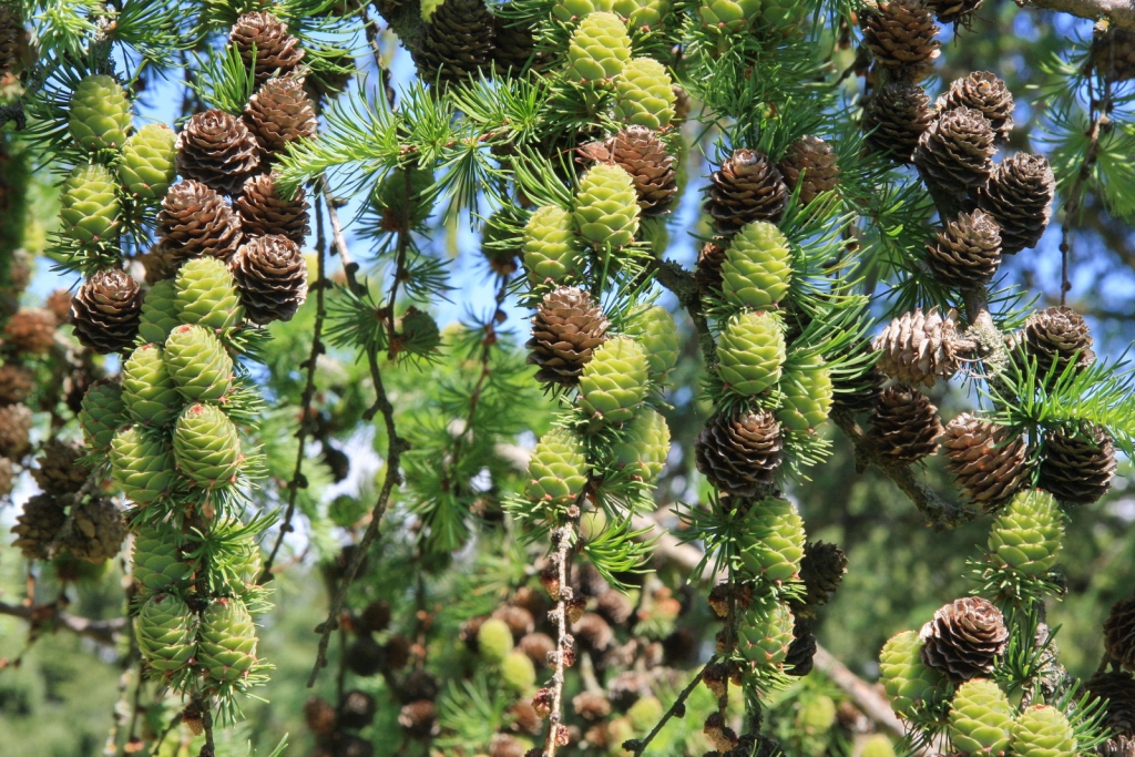 Larix kaempferi