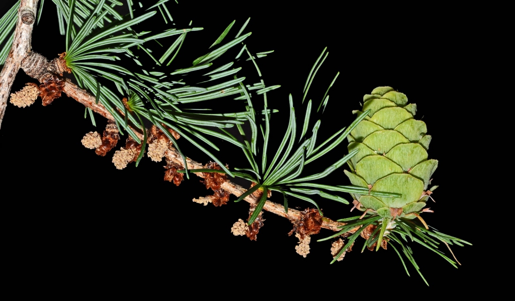 Larix kaempferi