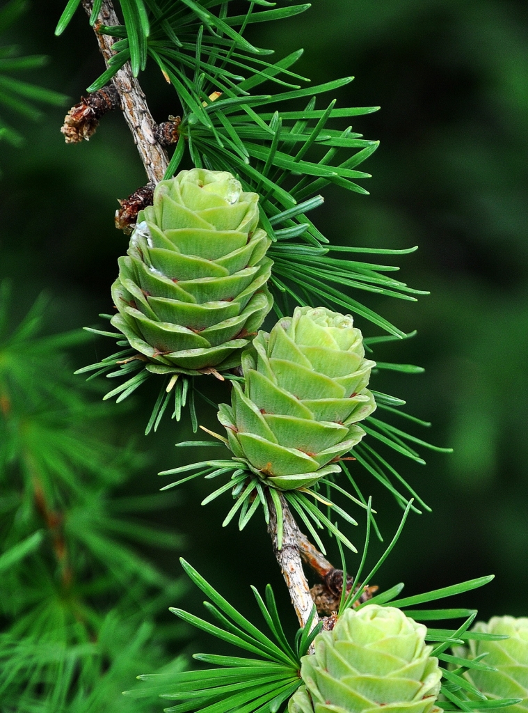 Larix kaempferi