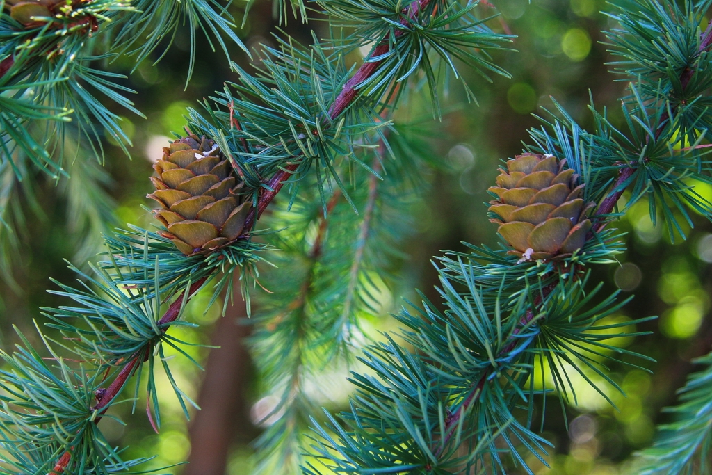 Larix kaempferi