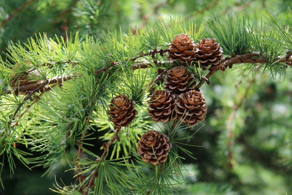 Larix kaempferi