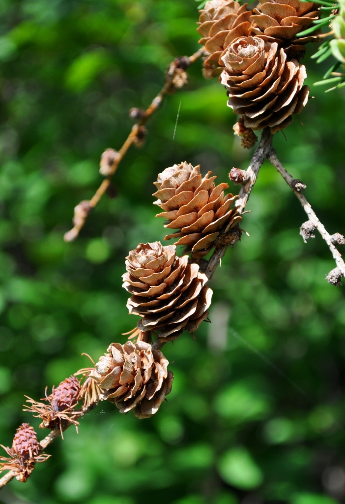 Larix kaempferi