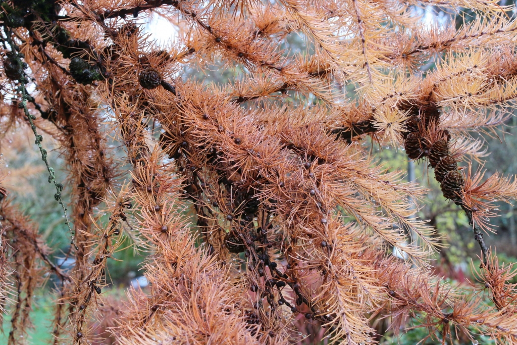 Larix kaempferi