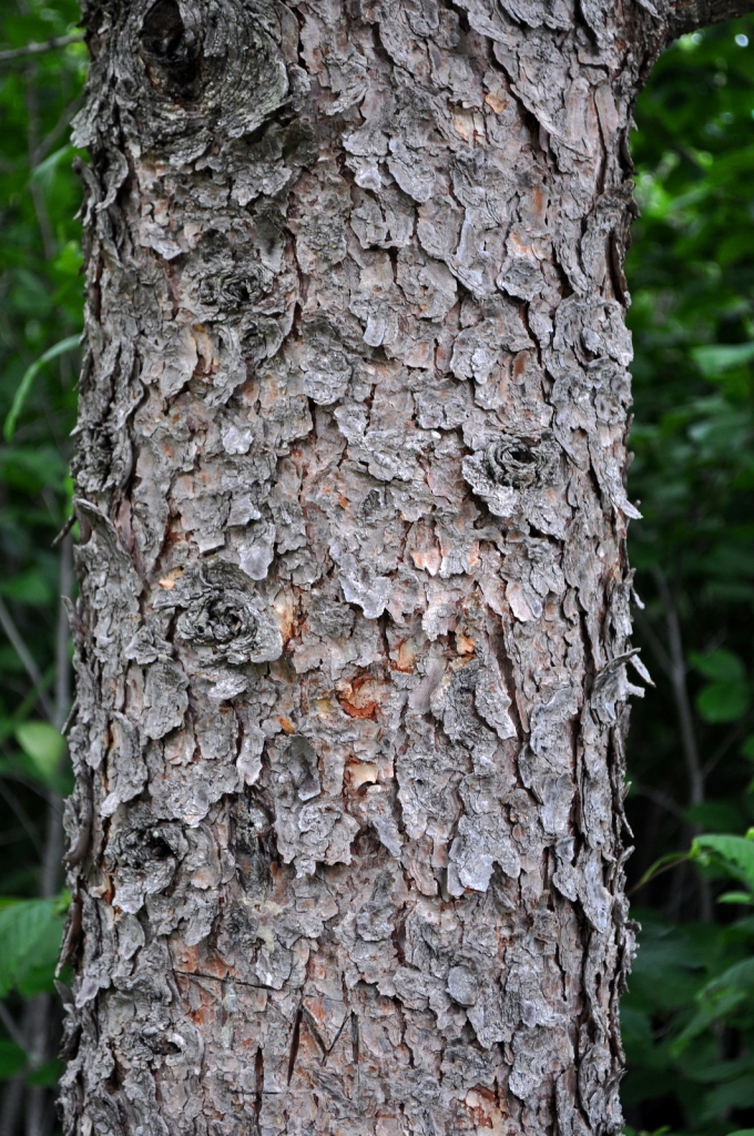 Larix kaempferi
