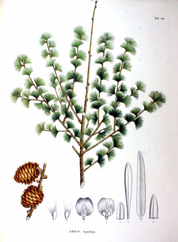 Larix kaempferi