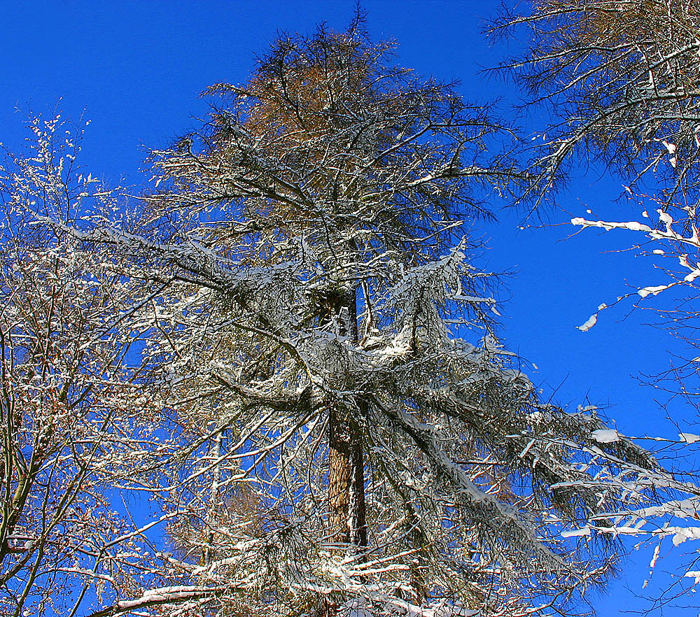 Larix kaempferi