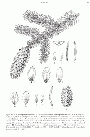Picea jezoensis