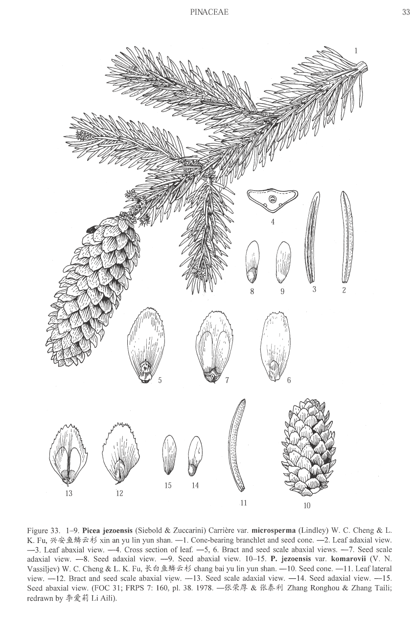 Picea jezoensis